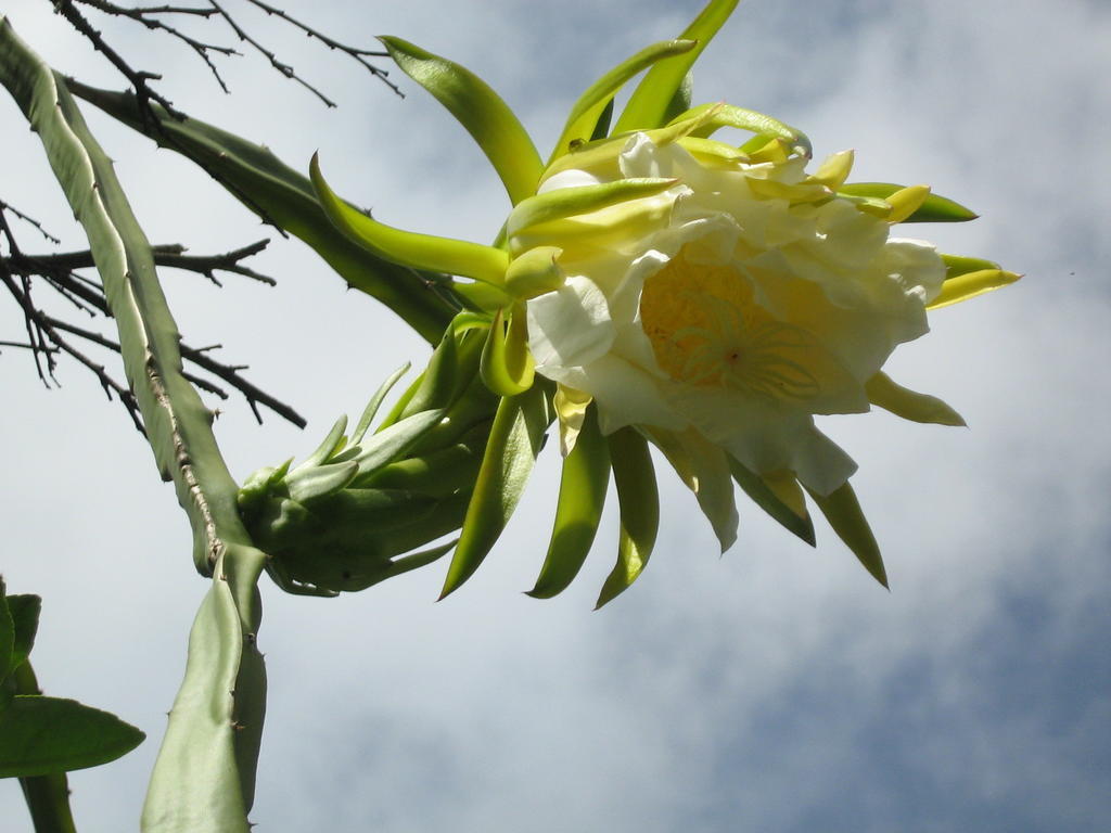 Posada El Jardin Ticul Exteriör bild